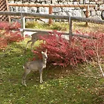 Garni Civetta 3* Selva di Cadore