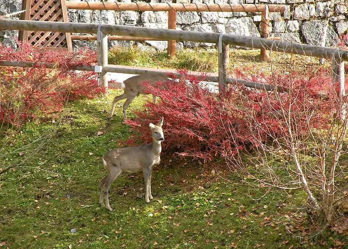 Garni Civetta 3* Selva di Cadore